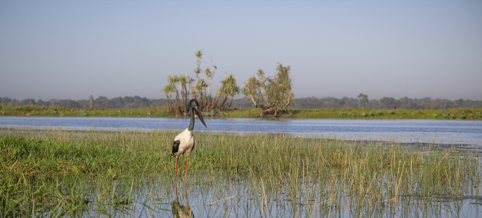 Corroboree Billabong wetland in the Mary River region of the Northern Territory